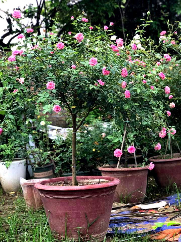 vườn hồng cổ, hoa hồng, vườn hồng đẹp, vườn hồng, tree rose