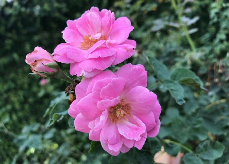 vườn hồng cổ, hoa hồng, vườn hồng đẹp, vườn hồng, tree rose