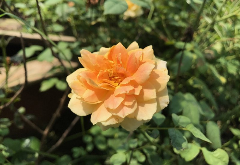 vườn hồng cổ, hoa hồng, vườn hồng đẹp, vườn hồng, tree rose