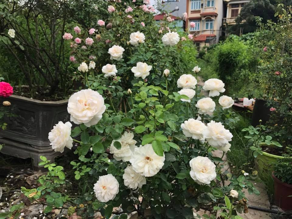 vườn hồng cổ, hoa hồng, vườn hồng đẹp, vườn hồng, tree rose