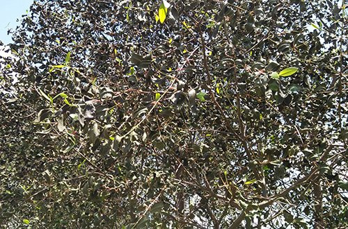 cay-heo-2241-1507639558