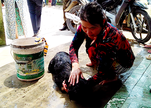 cuu-cho-1781-1507639558 3