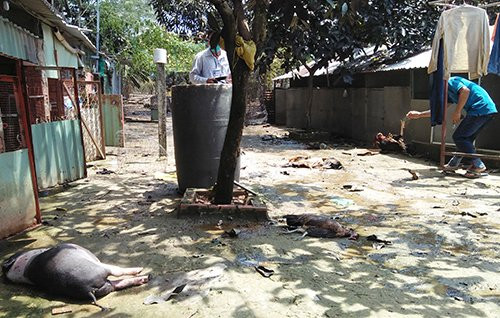 dong-vat-chet-4538-1507639558