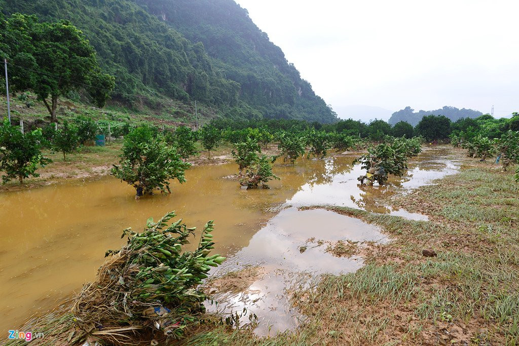 Canh dong cam noi tieng bi ngap nang, thiet hai hang ty dong hinh anh 1