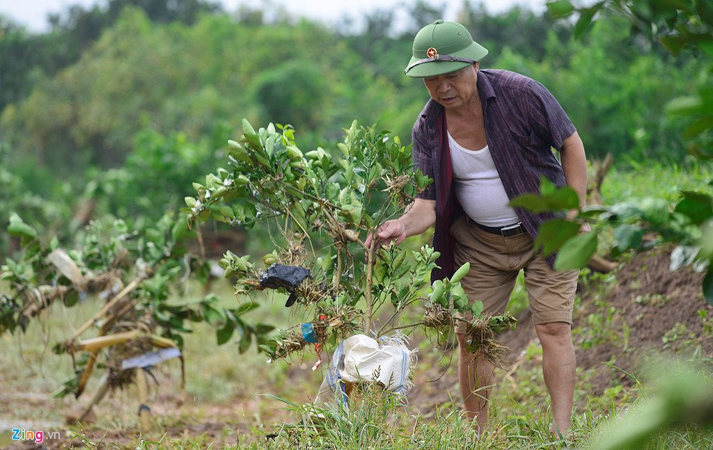 Canh dong cam noi tieng bi ngap nang, thiet hai hang ty dong hinh anh 4