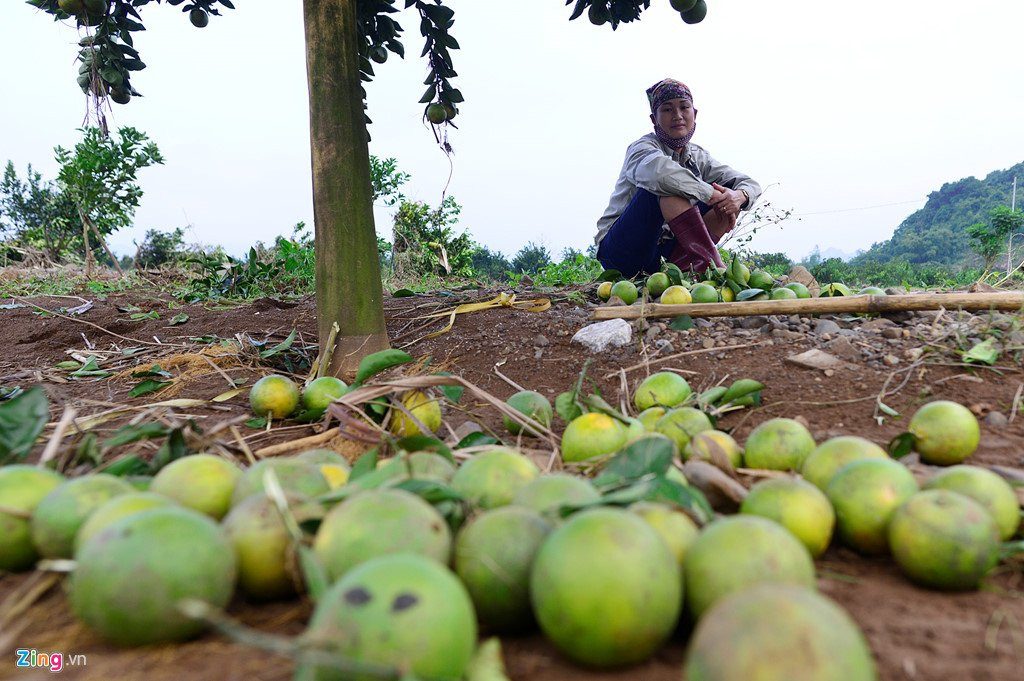 Canh dong cam noi tieng bi ngap nang, thiet hai hang ty dong hinh anh 7