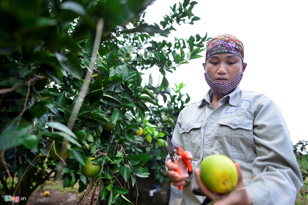 Canh dong cam noi tieng bi ngap nang, thiet hai hang ty dong hinh anh 10