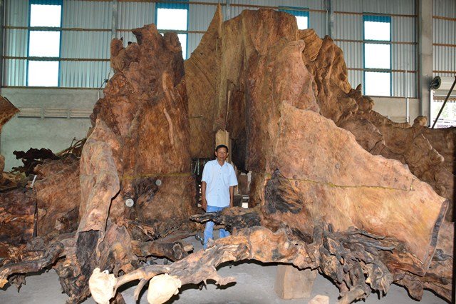 gốc cây tiền tỷ, gỗ quý, gỗ trắc, gỗ lũa