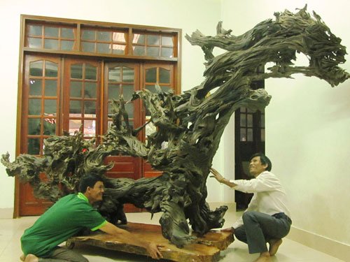 gốc cây tiền tỷ, gỗ quý, gỗ trắc, gỗ lũa