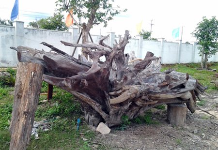 gốc cây tiền tỷ, gỗ quý, gỗ trắc, gỗ lũa