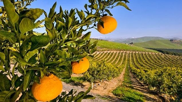 Dot nhap vuon cam lai quyt sieu dat 300.000/qua-Hinh-3