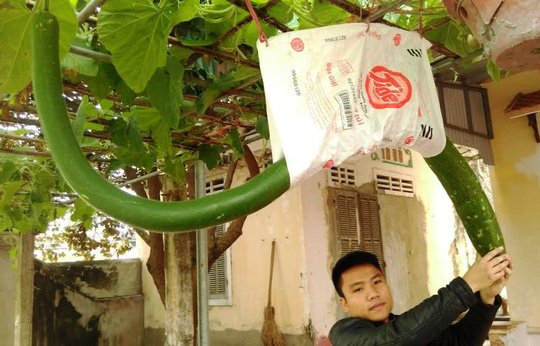 quả lạ,mít siêu dài,nông dân,ớt,chuối,nông sản,chanh