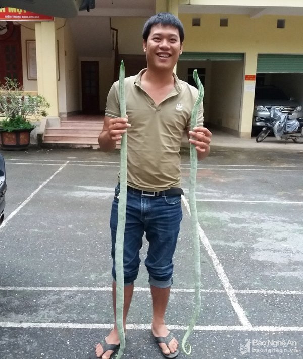 quả lạ,mít siêu dài,nông dân,ớt,chuối,nông sản,chanh