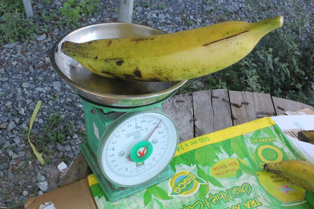 quả lạ,mít siêu dài,nông dân,ớt,chuối,nông sản,chanh