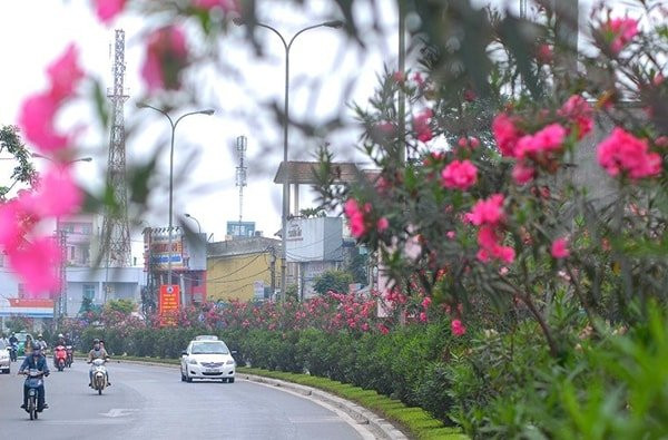 nhung-loai-cay-canh-co-doc-ban-can-biet-3