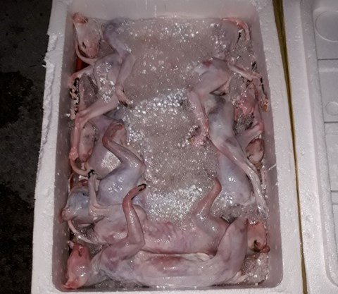 Hơn 1 tấn mèo, gà đông lạnh quá đát bị bắt giữ khi đang tuồn về Thái Bình - Ảnh 3.