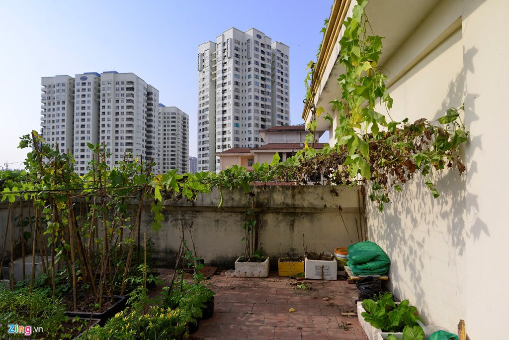 Canh nuoi ga, trong rau trong chung cu o Ha Noi hinh anh 15