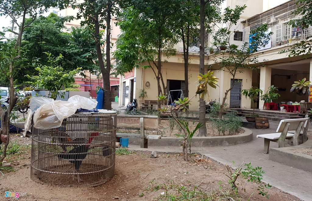 Canh nuoi ga, trong rau trong chung cu o Ha Noi hinh anh 9