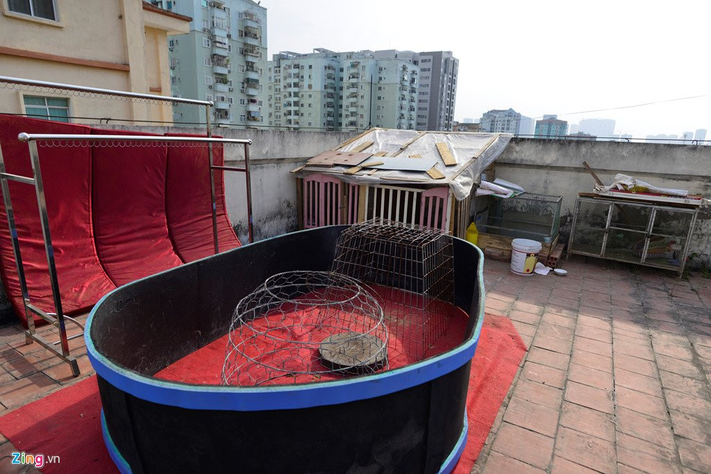 Canh nuoi ga, trong rau trong chung cu o Ha Noi hinh anh 2