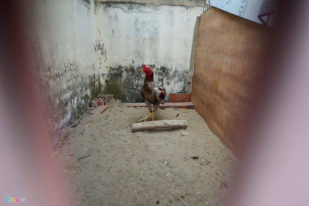 Canh nuoi ga, trong rau trong chung cu o Ha Noi hinh anh 3