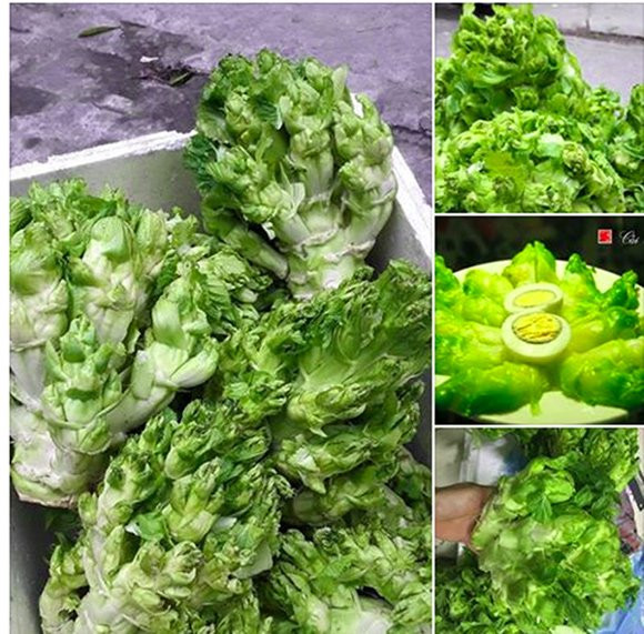 cải mầm đá,hàng trung quốc,đặc sản sapa,rau trung quốc