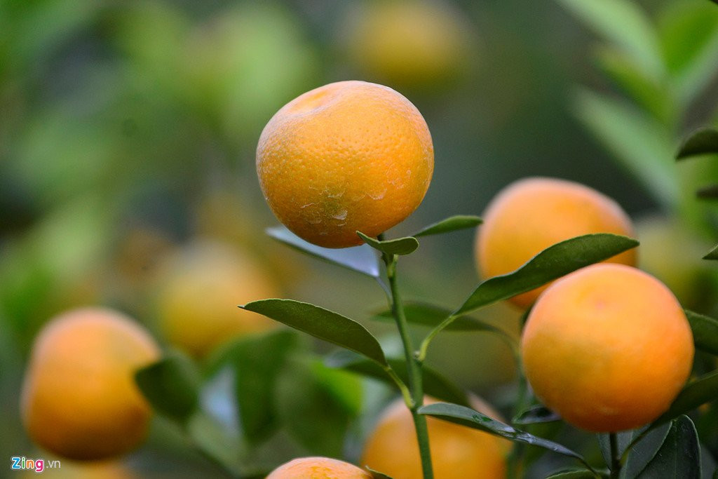 Dao no som o vuon hoa noi tieng thu do hinh anh 11