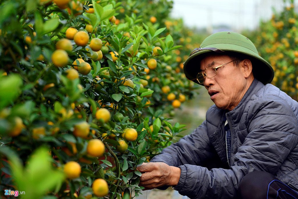 Dao no som o vuon hoa noi tieng thu do hinh anh 12