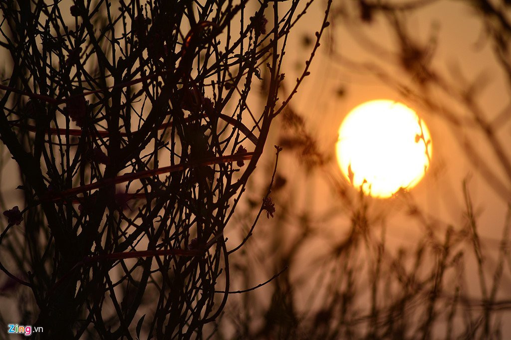 Dao no som o vuon hoa noi tieng thu do hinh anh 5