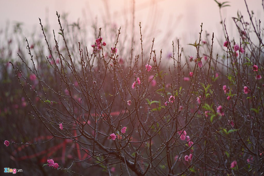 Dao no som o vuon hoa noi tieng thu do hinh anh 6