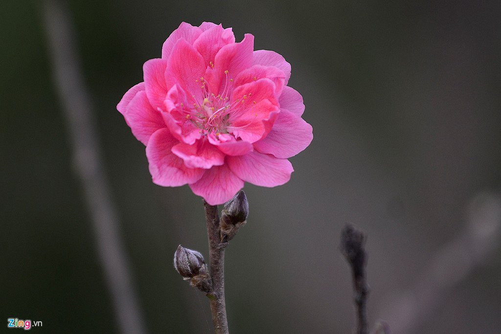 Dao no som o vuon hoa noi tieng thu do hinh anh 2