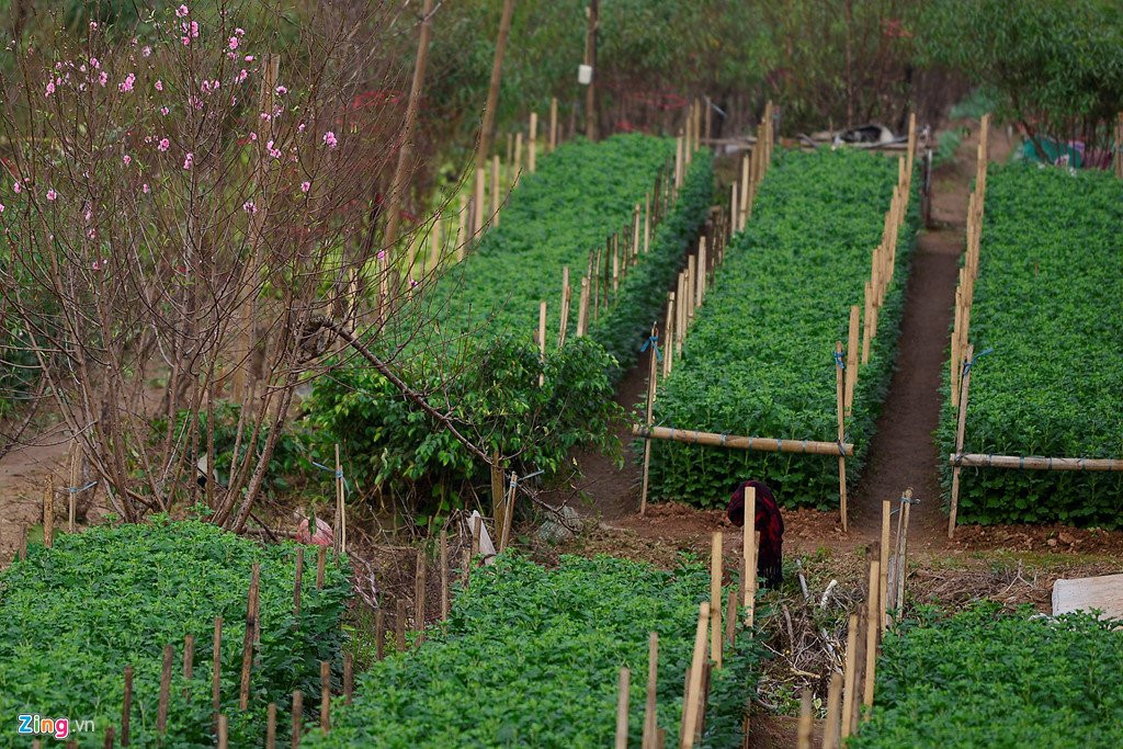 Dao no som o vuon hoa noi tieng thu do hinh anh 4