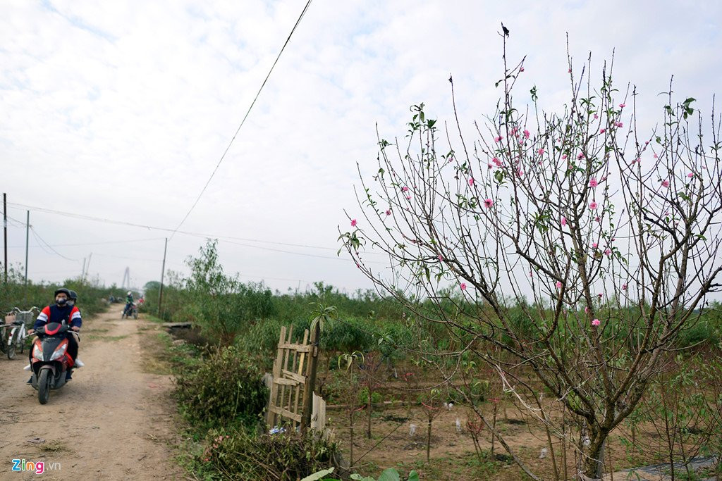 Dao no som o vuon hoa noi tieng thu do hinh anh 7