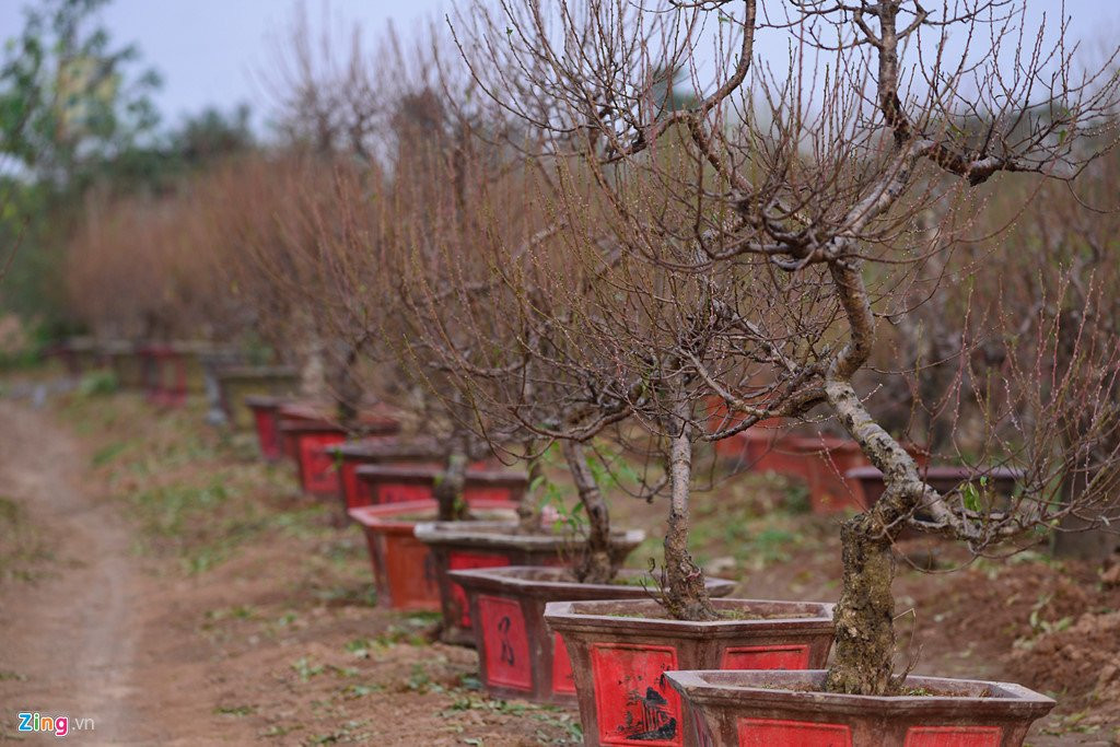 Dao no som o vuon hoa noi tieng thu do hinh anh 8