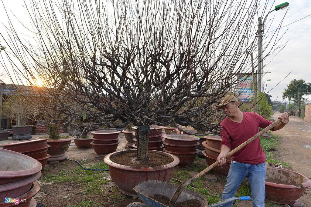 Dao no som o vuon hoa noi tieng thu do hinh anh 9