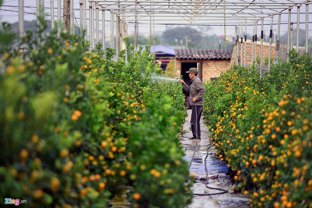 Dao no som o vuon hoa noi tieng thu do hinh anh 10