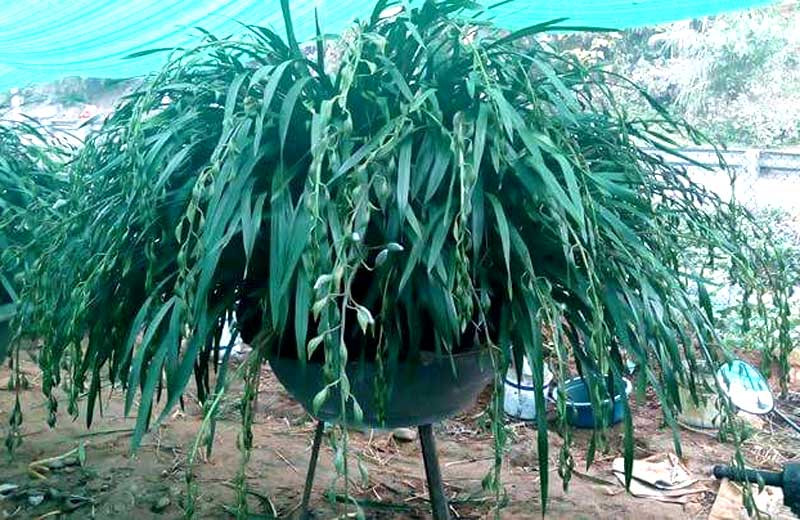 lan trần mộng,địa lan,đại gia Việt,hoa cảnh chơi tết,tết nguyên đán,thị trường tết