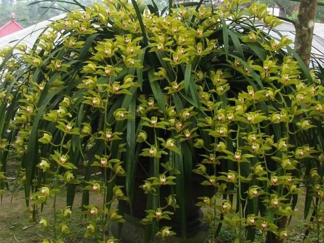 lan trần mộng,địa lan,đại gia Việt,hoa cảnh chơi tết,tết nguyên đán,thị trường tết