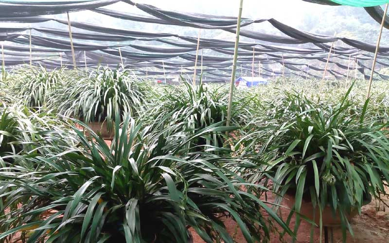 lan trần mộng,địa lan,đại gia Việt,hoa cảnh chơi tết,tết nguyên đán,thị trường tết