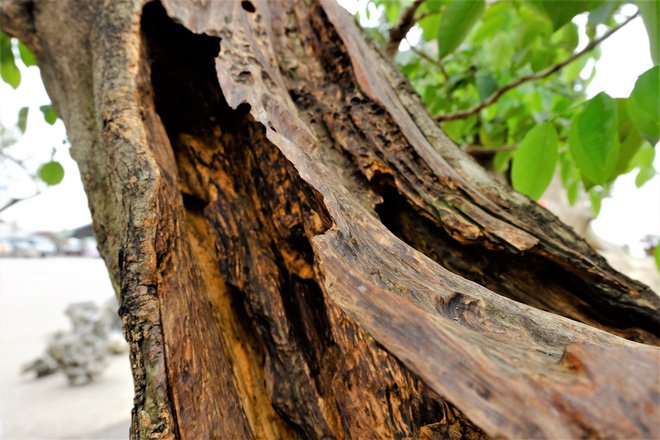 1,4 tỷ đồng chậu sưa đỏ bonsai ở Hà Nội - Ảnh 2.