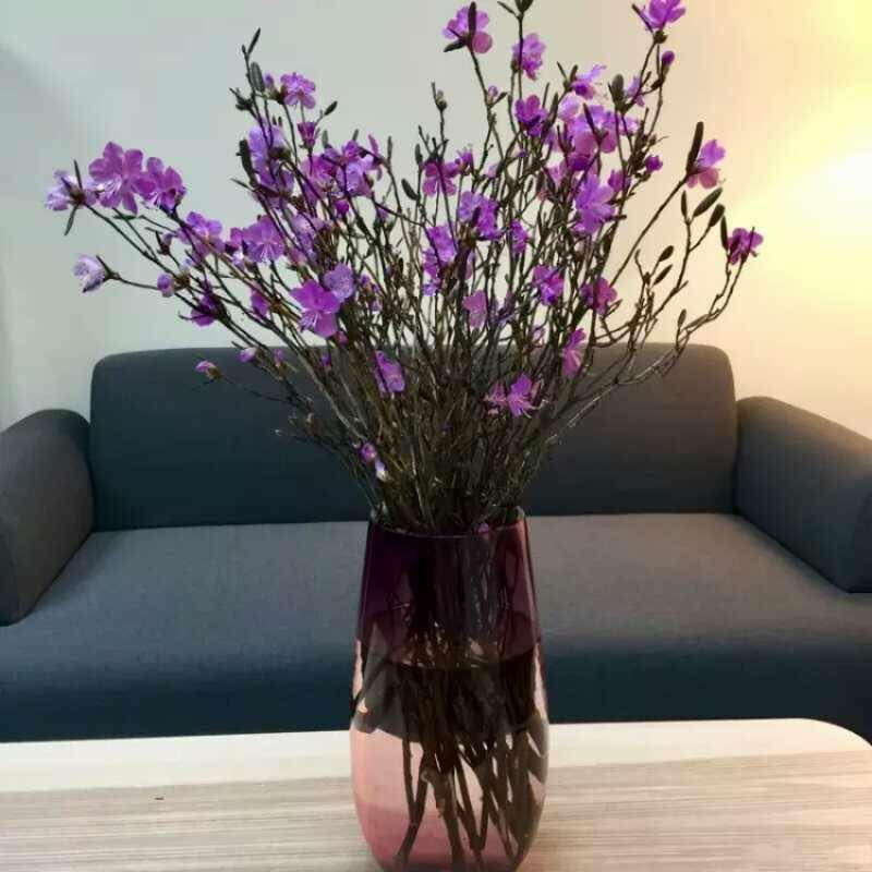 hoa đỗ quyên ngủ đông