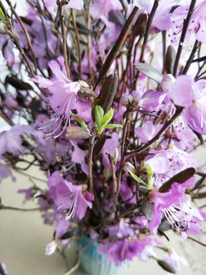 hoa đỗ quyên ngủ đông tẩm độc