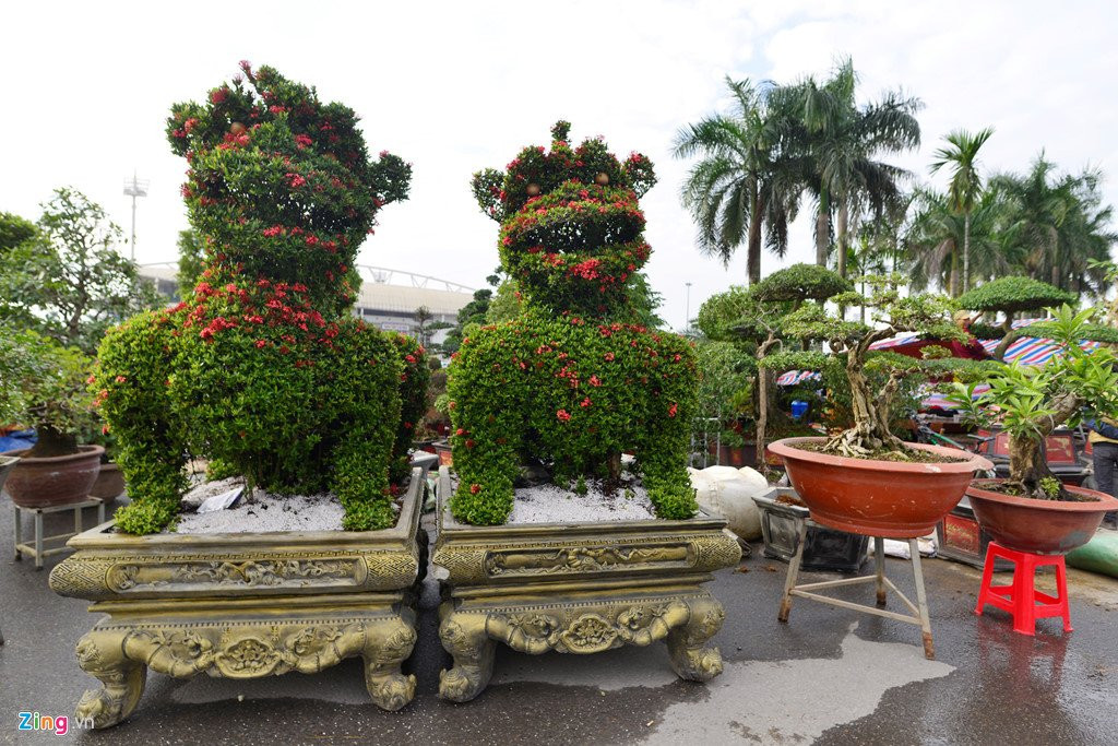 Cay canh hoa mau don hinh cho 350 trieu mot cap o Ha Noi hinh anh 8