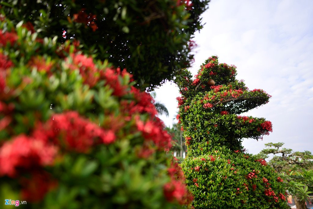 Cay canh hoa mau don hinh cho 350 trieu mot cap o Ha Noi hinh anh 9