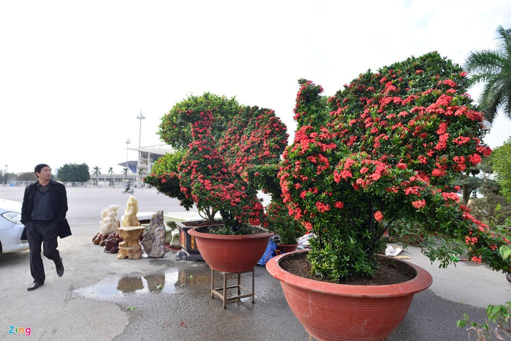 Cay canh hoa mau don hinh cho 350 trieu mot cap o Ha Noi hinh anh 10