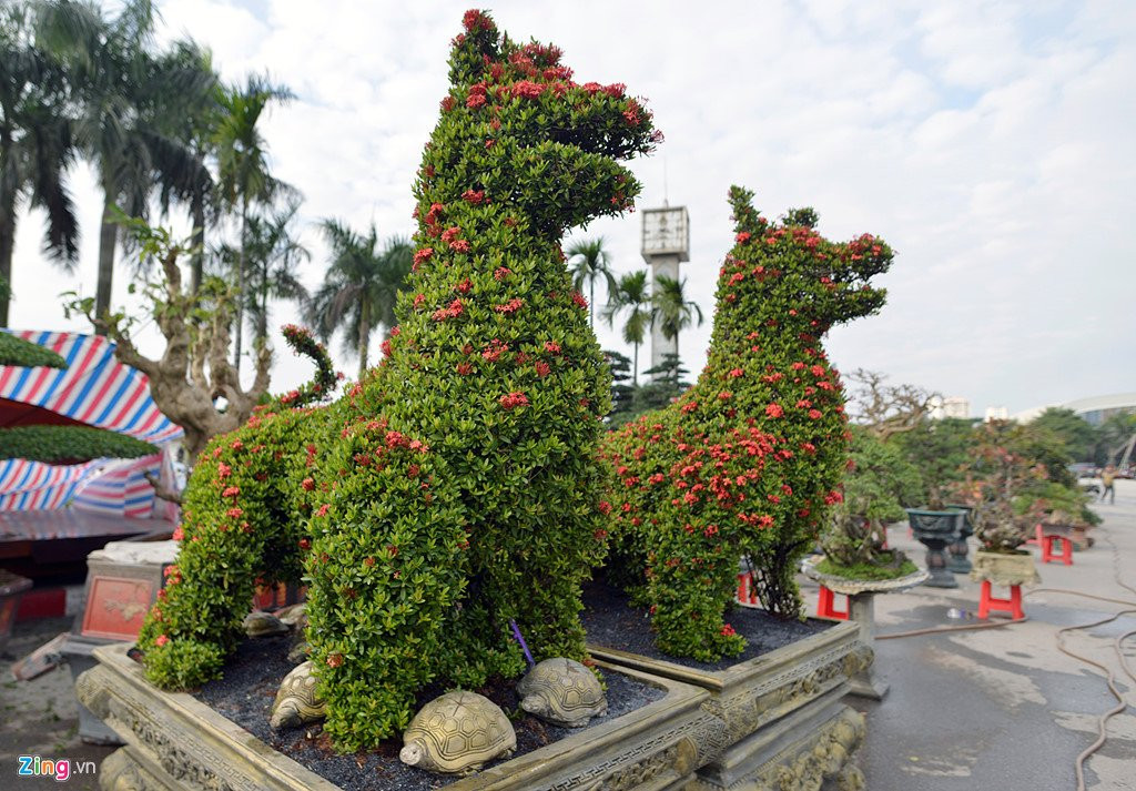 Cay canh hoa mau don hinh cho 350 trieu mot cap o Ha Noi hinh anh 1