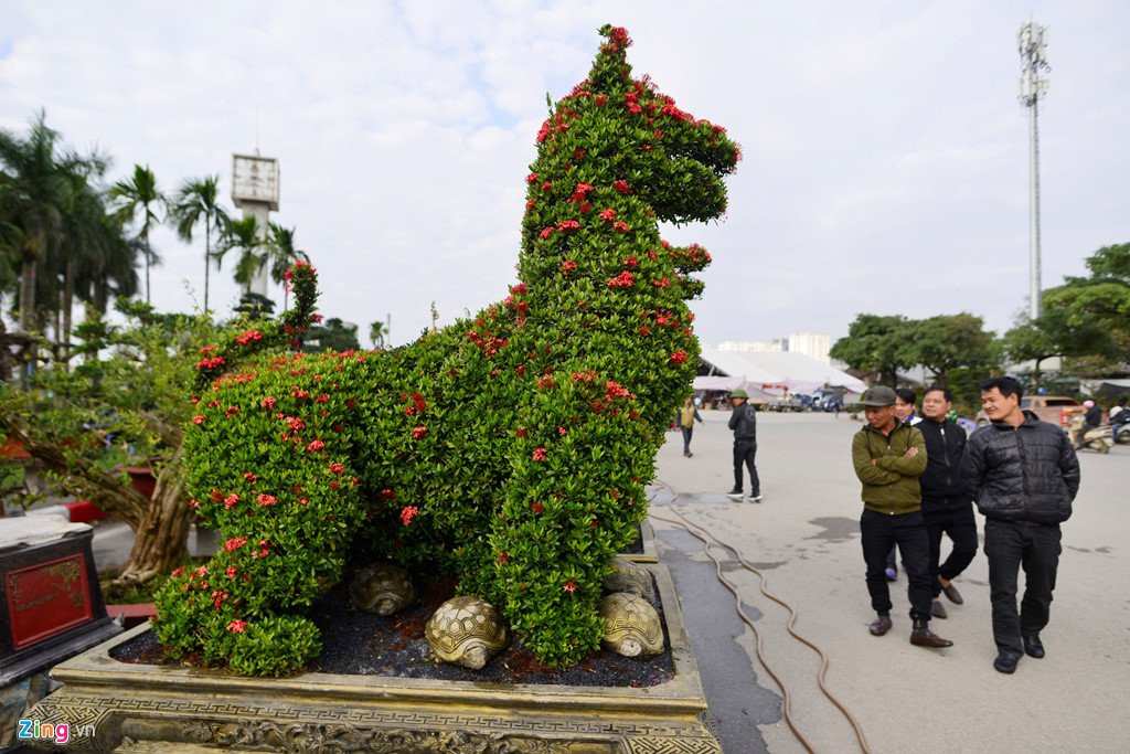 Cay canh hoa mau don hinh cho 350 trieu mot cap o Ha Noi hinh anh 2
