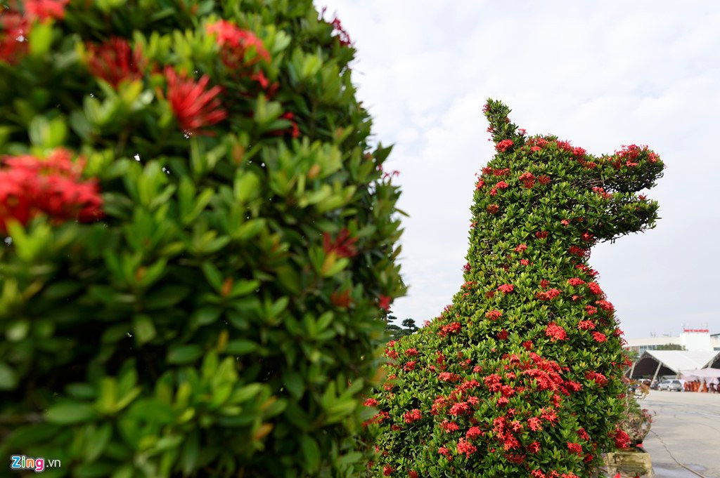Cay canh hoa mau don hinh cho 350 trieu mot cap o Ha Noi hinh anh 3