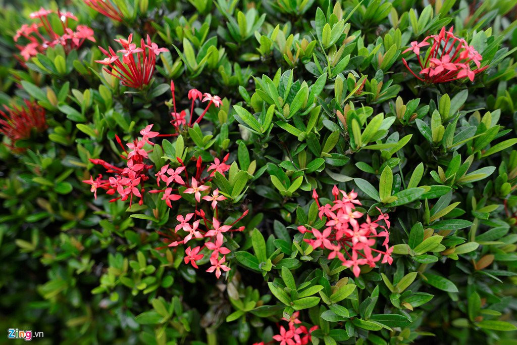 Cay canh hoa mau don hinh cho 350 trieu mot cap o Ha Noi hinh anh 4