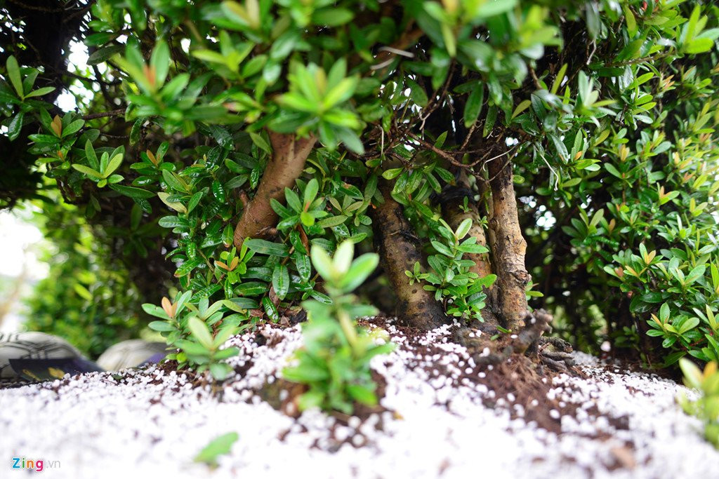 Cay canh hoa mau don hinh cho 350 trieu mot cap o Ha Noi hinh anh 5