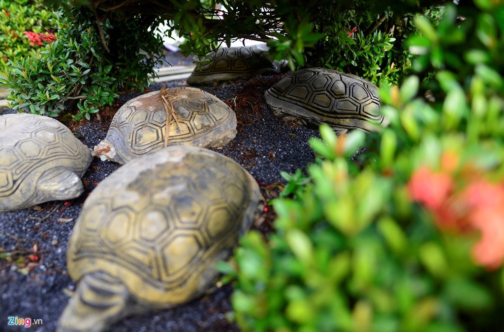 Cay canh hoa mau don hinh cho 350 trieu mot cap o Ha Noi hinh anh 6